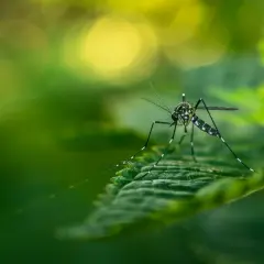 Ile żyje komar: Średnia długość życia komara