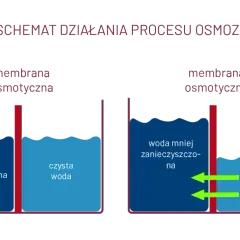 Czym tak naprawdę jest zjawisko osmozy i jak działa w życiu codziennym