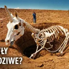 Czy kiedykolwiek spotkasz syberyjskiego jednorożca? Cała prawda!
