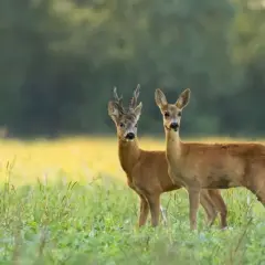 Las skrywa tajemnicę. Jak naprawdę nazywa się samica jelenia?