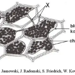 Zjawisko plazmolizy w komórkach roślinnych - fascynujący proces biologiczny