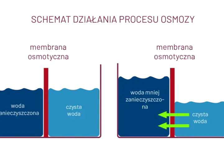 Czym tak naprawdę jest zjawisko osmozy i jak działa w życiu codziennym