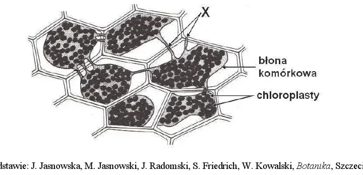 Zjawisko plazmolizy w komórkach roślinnych - fascynujący proces biologiczny