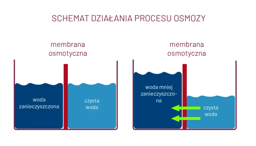 Czym tak naprawdę jest zjawisko osmozy i jak działa w życiu codziennym