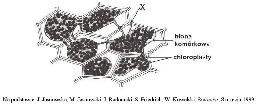 Zjawisko plazmolizy w komórkach roślinnych - fascynujący proces biologiczny