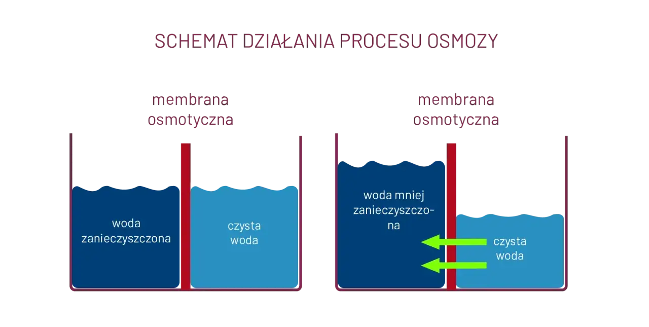 Czym tak naprawdę jest zjawisko osmozy i jak działa w życiu codziennym